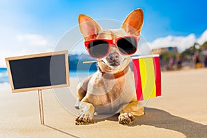 Surfer dog  at the beach