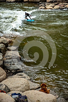 Surfer Rides a Rapid In The Animas River While Dog Looks On