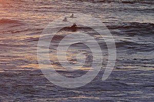 Surfer in San Francisco Lands End