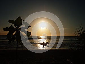 Surfer at sunset