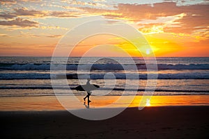 Surfer sunset