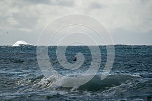 Surfer waiting for a large wave at South Maroubra, Australia