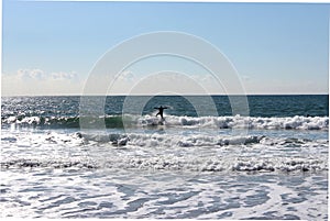 Surfer on the waves, Pacific Ocean, Santa Monica, Los Angeles , California, USA photo
