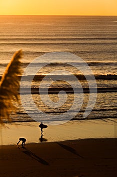 Surfers on beach at sunset