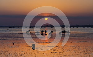 Surfers and Paddleboarders come home through Poole Harbour Sunset