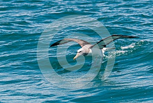 Surfin` Salvin`s Albatross photo