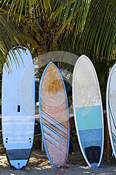 Surfing boards. Caribbean coast, Costa Rica.