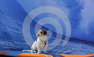 Surfing dog