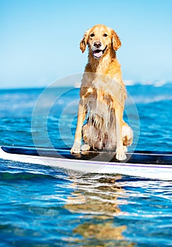 Surfing Dog