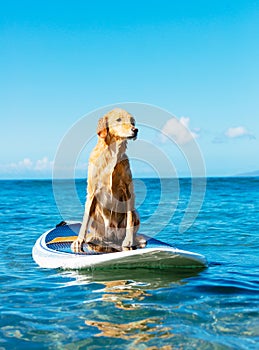 Surfing Dog