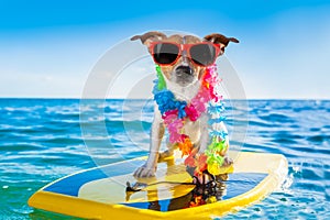 Surfing dog