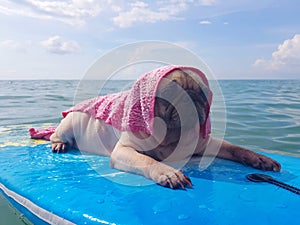 Surfing Dog, Happy Young Pug on Surf Board in the Sea