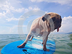 Surfing Dog, Happy Young Pug on Surf Board in the Sea