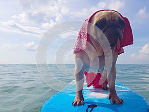 Surfing Dog, Happy Young Pug on Surf Board in the Sea