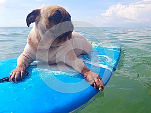 Surfing Dog, Happy Young Pug on Surf Board in the Sea