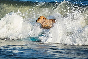 Surfing dog on a surfboad on the sea riding the waves