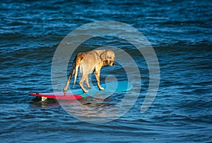 Surfing dog on a surfboad on the sea riding the waves