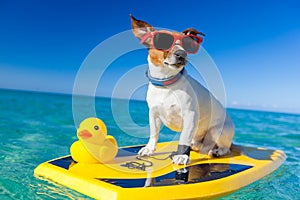 Surfing dog photo