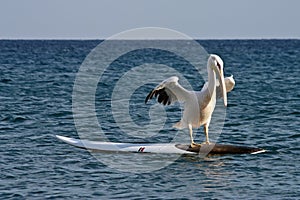 Surfing Pelican