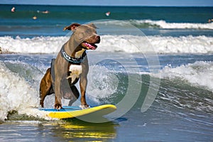 Surfing Pitbull