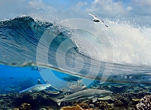 Surfing wave seagull coral reef sharks underwater