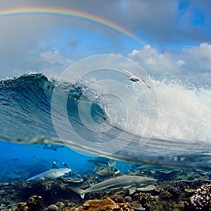 Surfing wave seagull coral reef sharks underwater