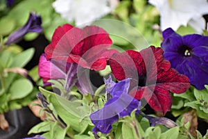 Surfinia Flower is actually a kind of hanging petunia