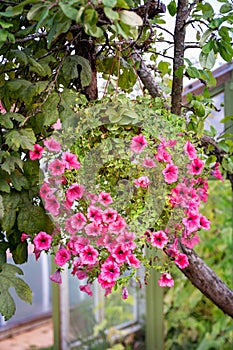 Surfinia flower  flowerpot