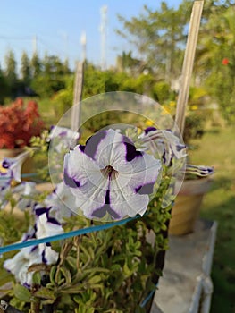 Surfinia flower plant in the garden or park
