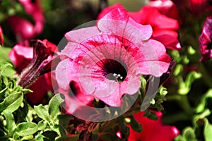 Surfinia pink flowers in the garden