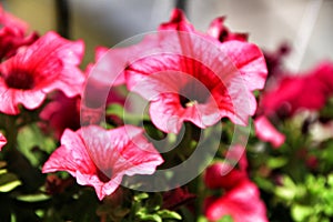 Surfinia pink flowers in the garden