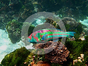 Surge Wrasse