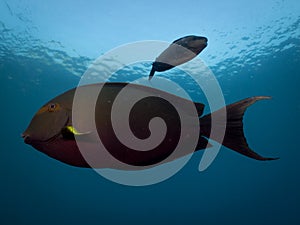 Surgen Fish and Parrot Fish Underwater, Indonesia photo