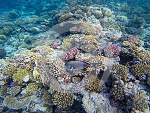 Surgeon fish at the Red Sea coral reef Acanthurus sohal.