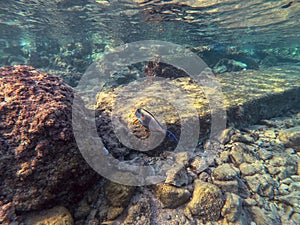 Surgeon fish or sohal tang fish (Acanthurus sohal) at the Red Sea coral reef