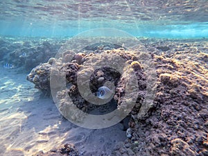 Surgeon fish or sohal tang fish (Acanthurus sohal) at the Red Sea coral reef