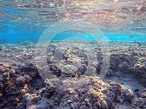 Surgeon fish or sohal tang fish (Acanthurus sohal) at the Red Sea coral reef