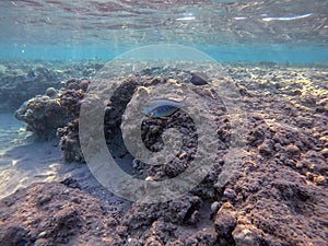 Surgeon fish or sohal tang fish (Acanthurus sohal) at the Red Sea coral reef