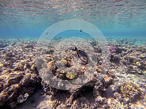 Surgeon fish or sohal tang fish (Acanthurus sohal) at the Red Sea coral reef