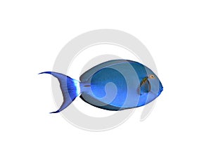 Surgeon fish on a white