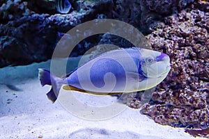 The Surgeon\'s blue white-breasted fish (Latin Acanthurus leucosternon) is blue in color