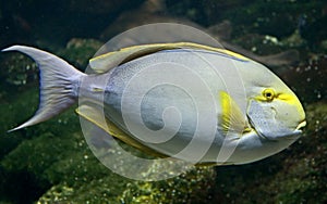 Surgeonfish 1