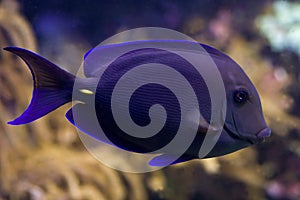 Surgeonfish photo