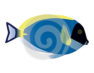 Surgeonfish. photo