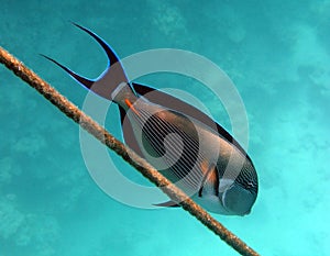 Surgeonfish