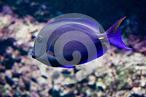 Surgeonfish