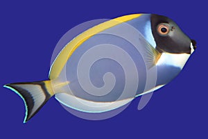 Surgeonfish photo