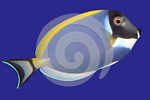 Surgeonfish