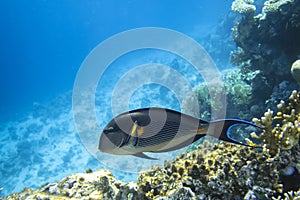 Surgeonfish In The Ocean. Tropical Fish In The Sea Near Coral Reef.