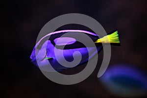 Surgeonfish, Paracanthurus hepatus